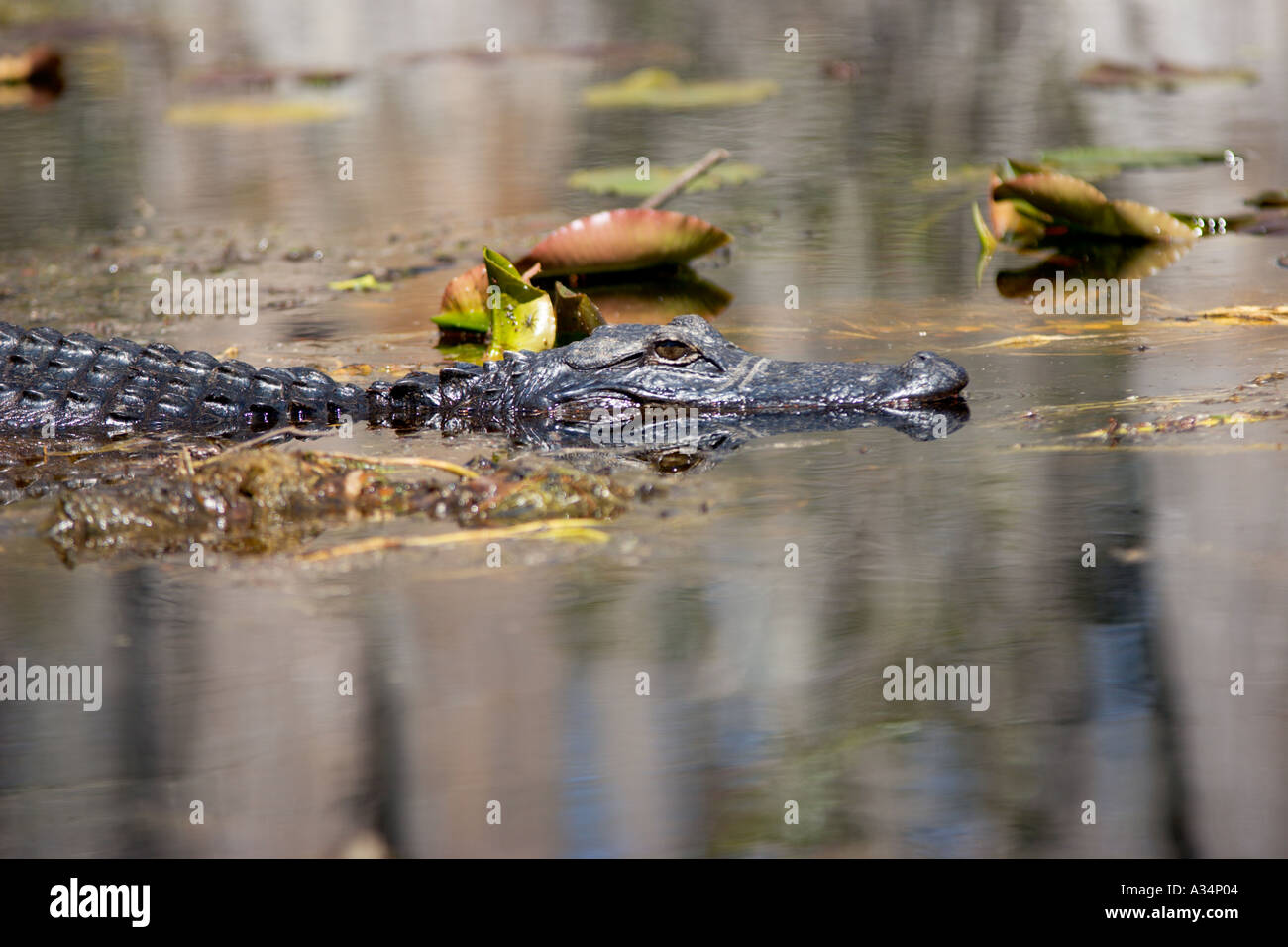 Alligator in der Sonne auf ein Torfmoor in den Gewässern des Okefenokee Swamp innerhalb der Stephen C Foster State Park Georgia USA Stockfoto