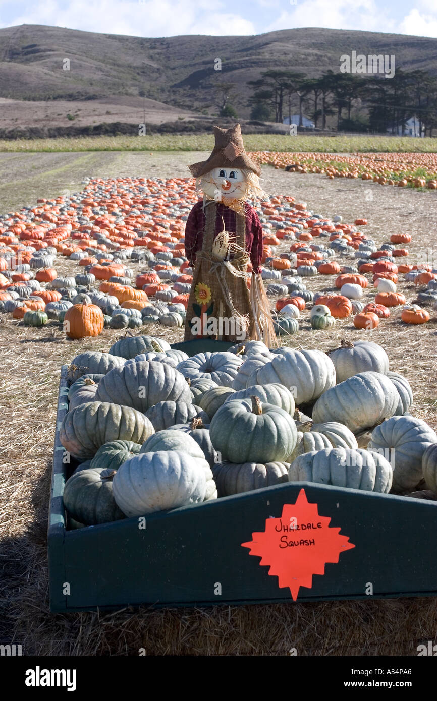 Kürbis-Feld mit Vogelscheuche Highway One California USA Stockfoto