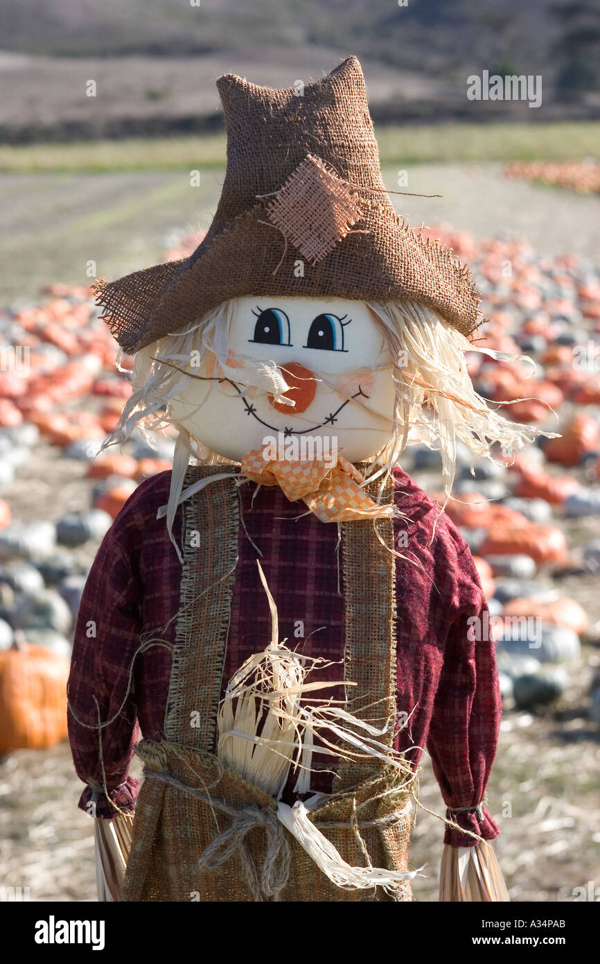 Kürbis-Feld mit Vogelscheuche Highway One California USA Stockfoto