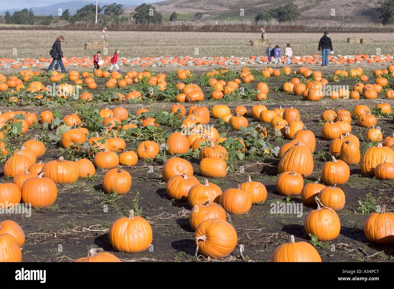 Kürbis Feld Highway One California USA Stockfoto
