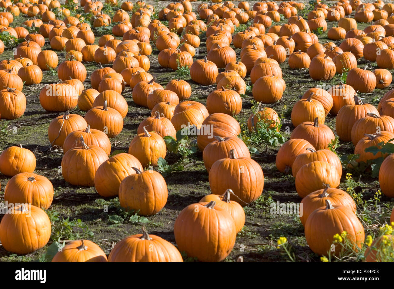 Kürbis Feld Highway One California USA Stockfoto