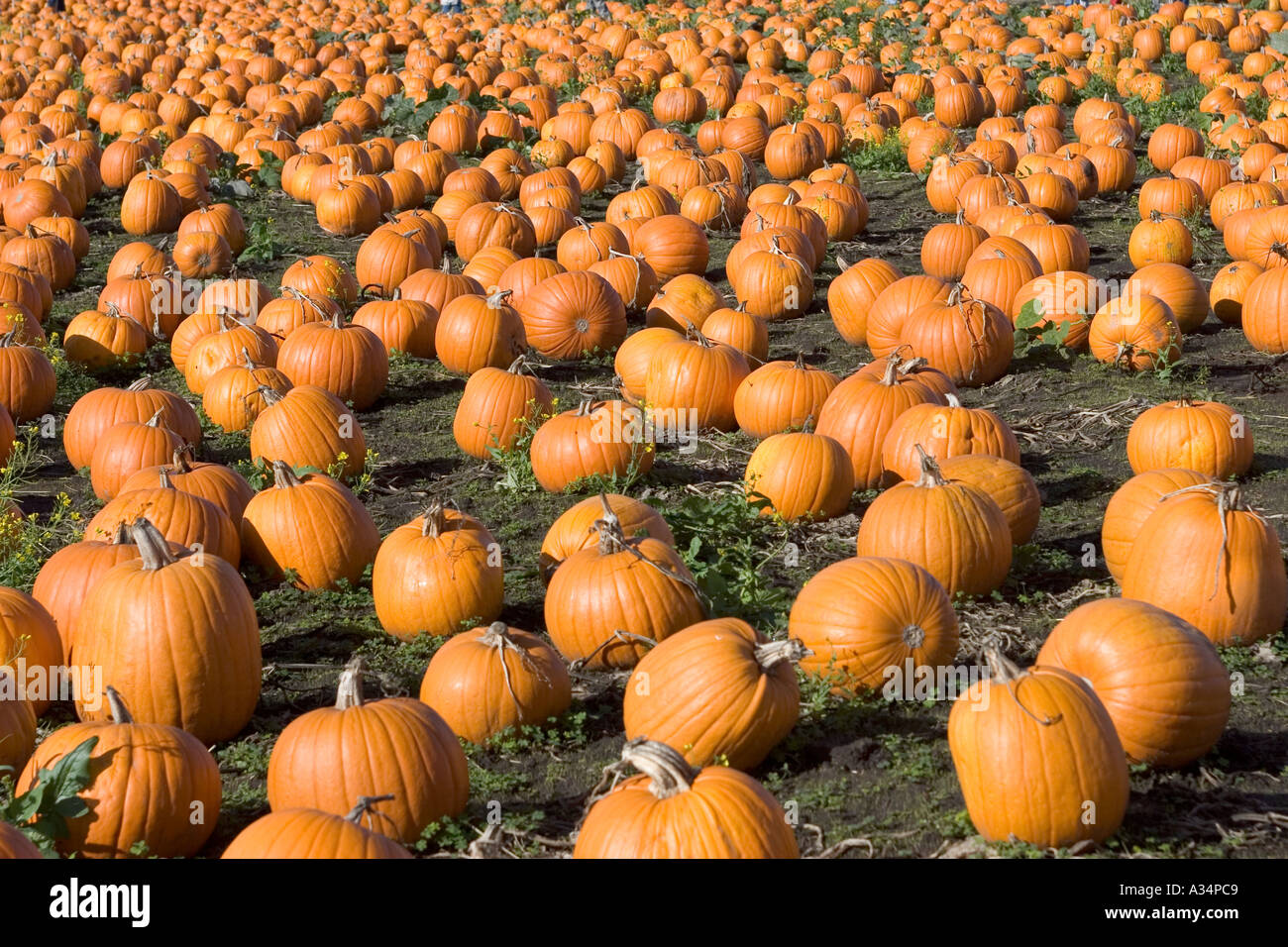 Kürbis Feld Highway One California USA Stockfoto