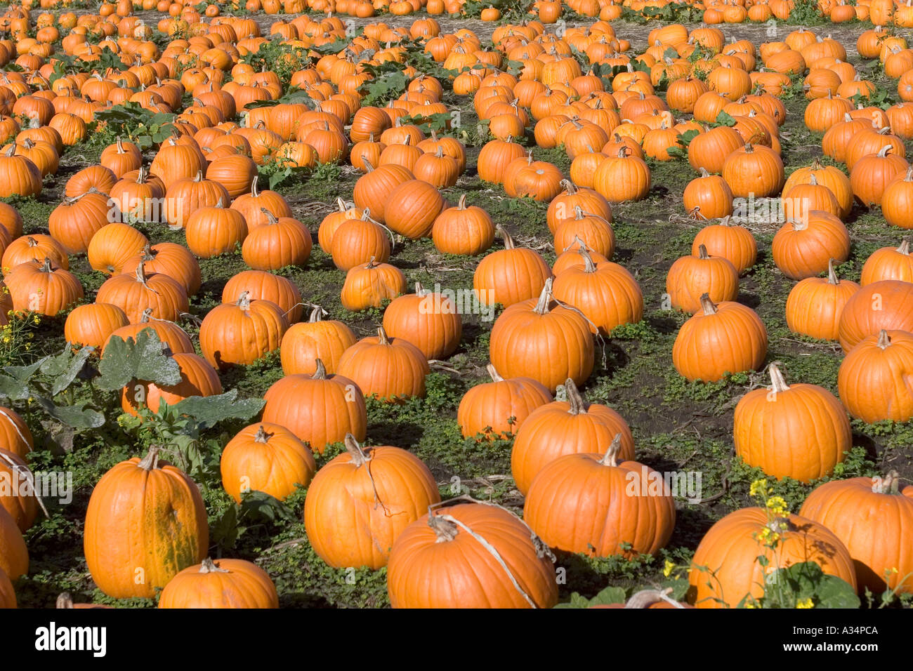 Kürbis Feld Highway One California USA Stockfoto