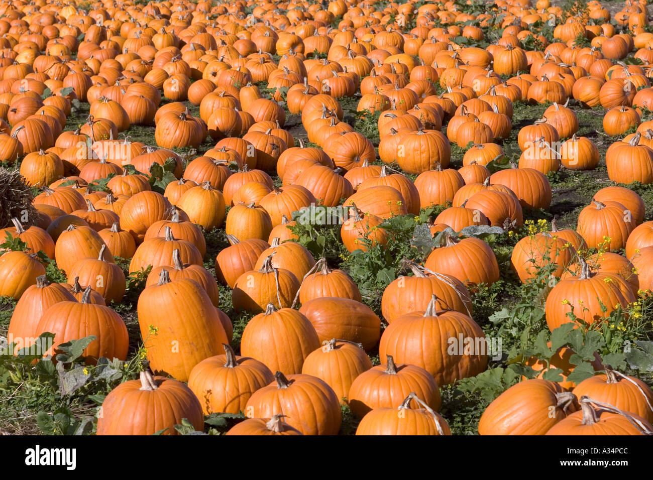 Kürbis Feld Highway One California USA Stockfoto