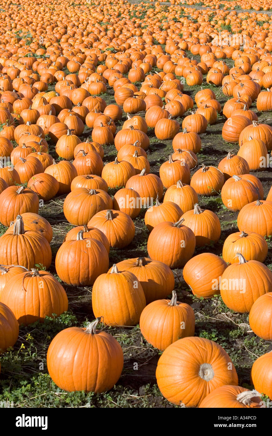 Kürbis Feld Highway One California USA Stockfoto