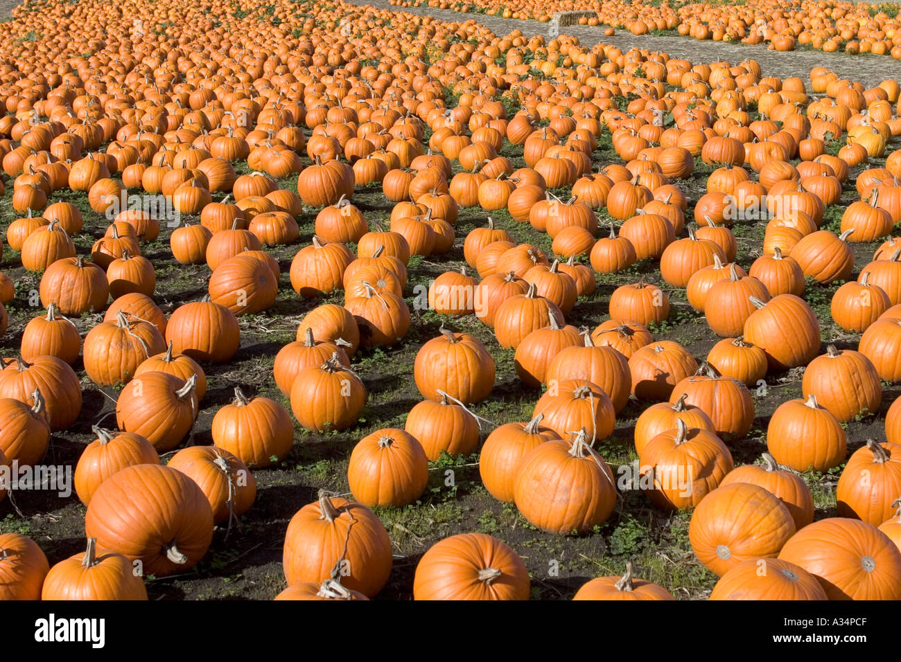 Kürbis Feld Highway One California USA Stockfoto