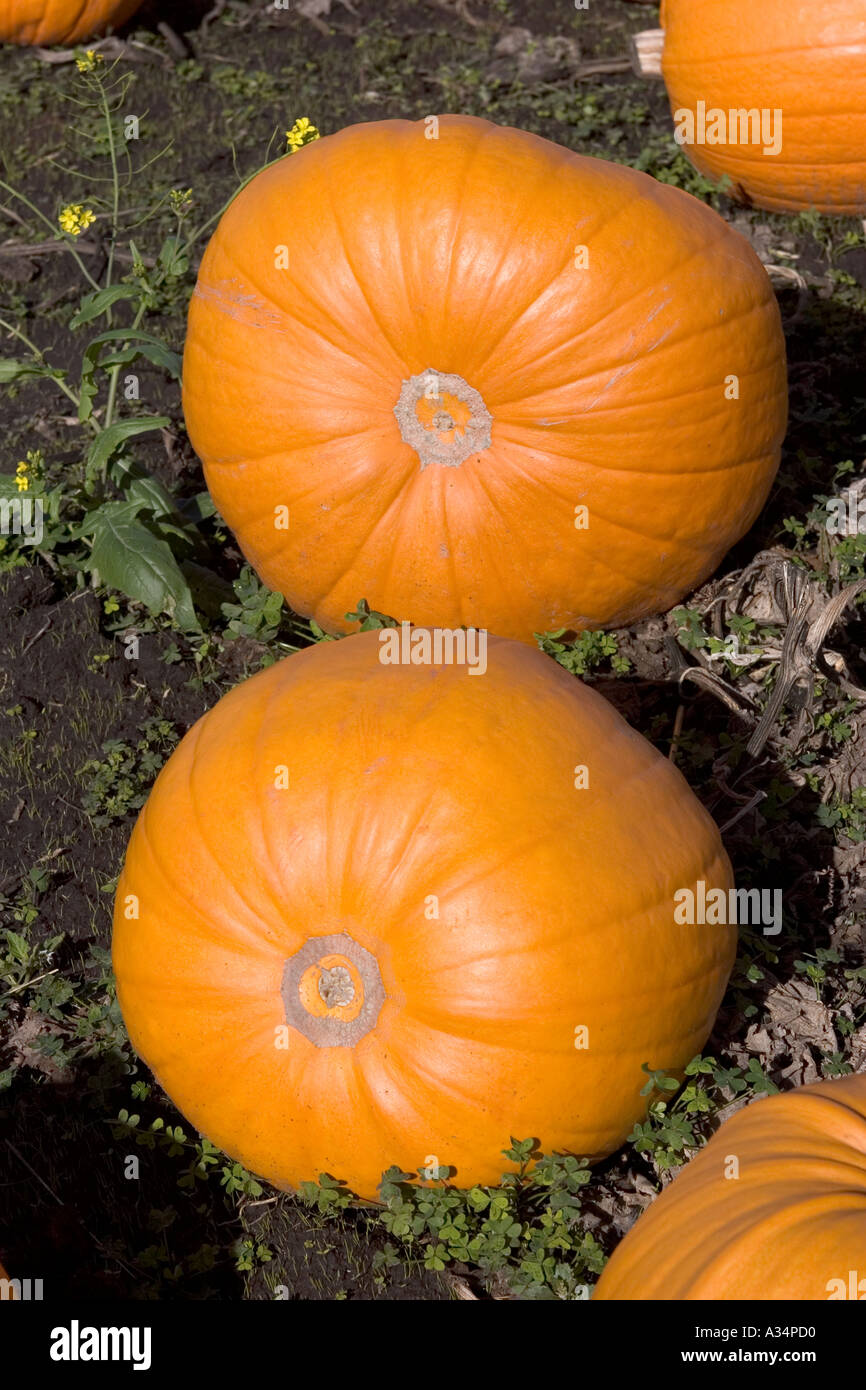 Kürbis Feld Highway One California USA Stockfoto