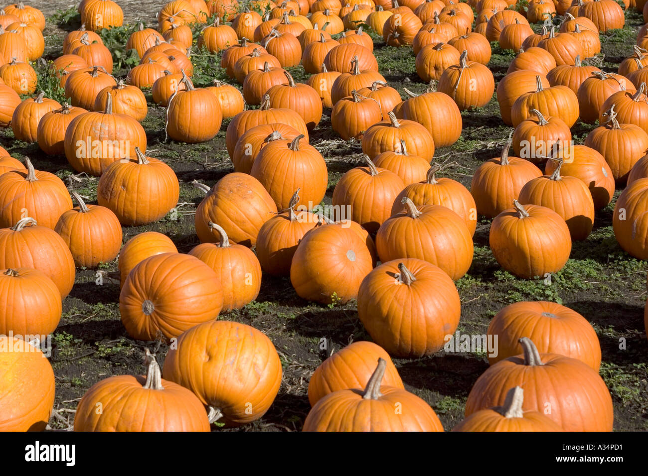 Kürbis Feld Highway One California USA Stockfoto