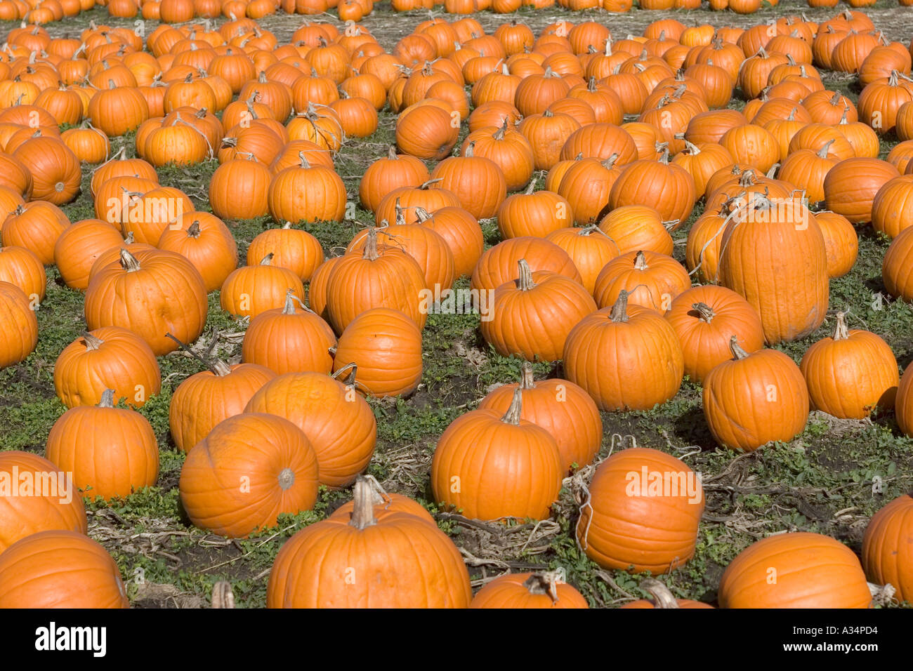 Kürbis Feld Highway One California USA Stockfoto