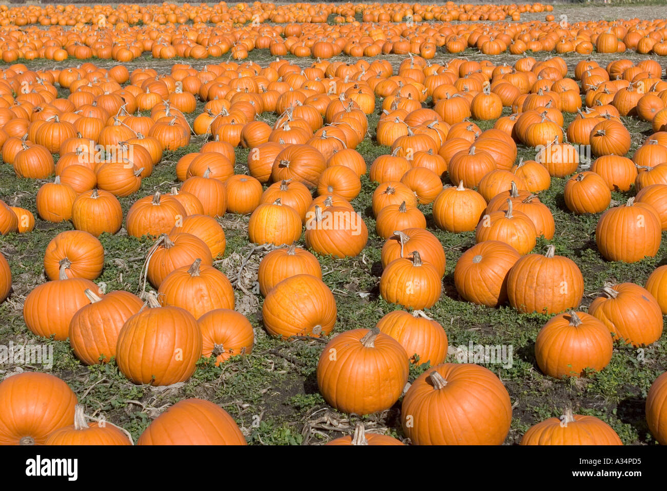 Kürbis Feld Highway One California USA Stockfoto