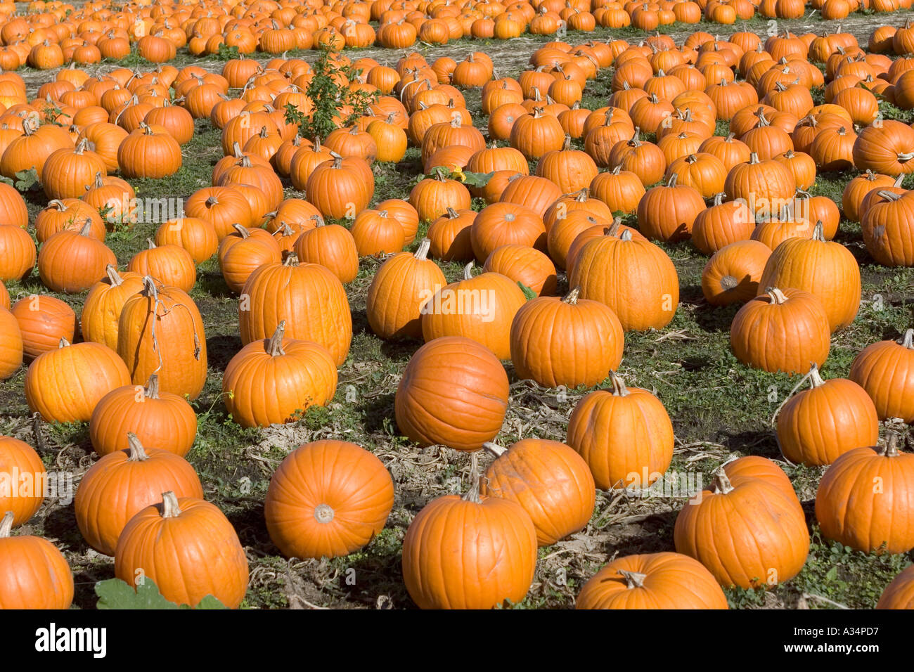 Kürbis Feld Highway One California USA Stockfoto