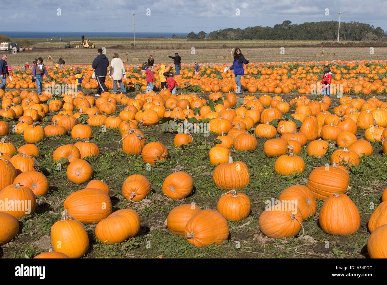 Kürbis Feld Highway One California USA Stockfoto