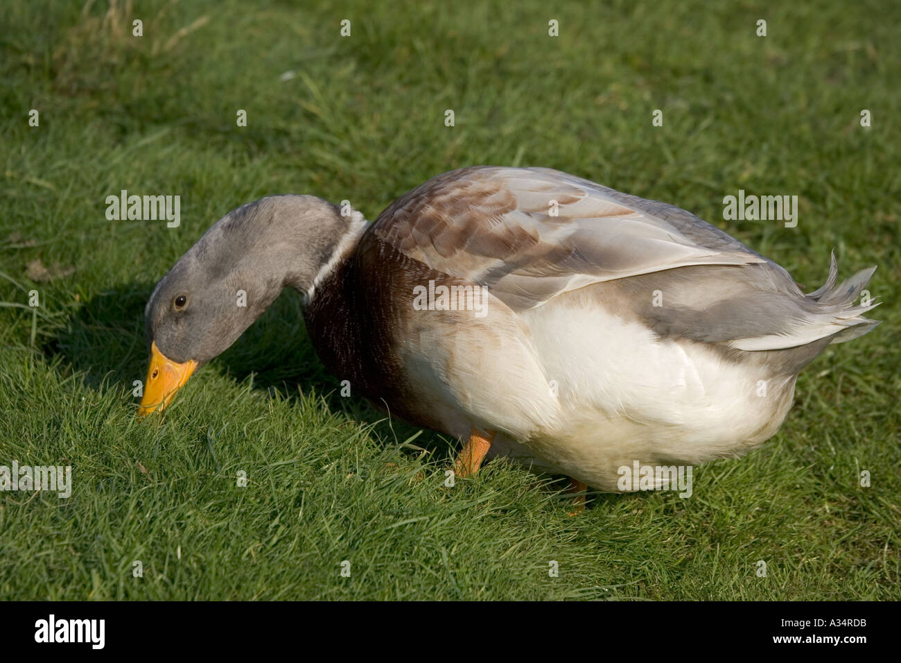 Buff Orpington Ente Cotswold Farm Park Tempel Guiting Gloucestershire UK Stockfoto