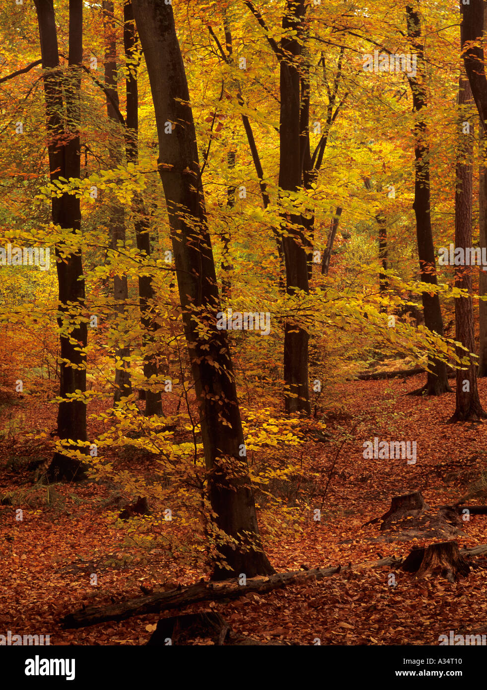 Buche Fagus sylvatica mit Bäumen im Herbst Herbst Farbe in der englischen Landschaft. Alice holt Forest Park Bentley Hampshire England Großbritannien Großbritannien Stockfoto