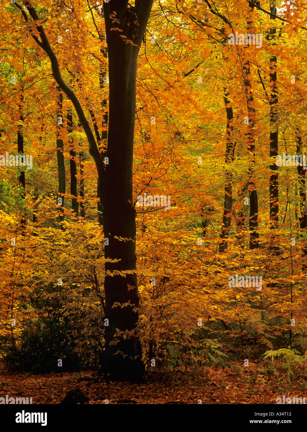 Herbst Laub an Bäumen in Buche Fagus sylvatica im englischen Landschaft Wald im November Alice holt Wald Bentley Hampshire England Großbritannien Großbritannien Stockfoto