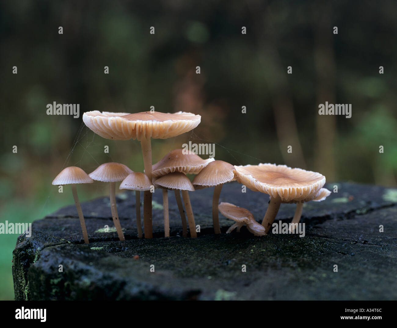 Motorhaube Mycena Pilz Mycena Galericulata wachsen auf einem hölzernen Pfosten. Gemeinsame Pilz gefunden auf Holz von Laubbäumen. Stockfoto