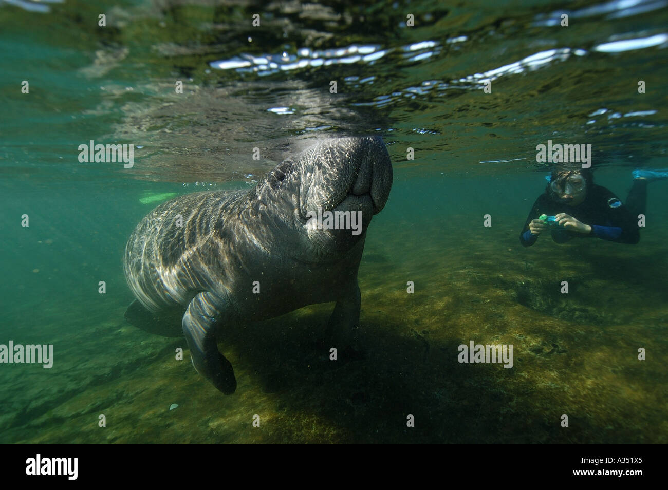 West Indian Manatee Trichechus fotografiert Manatus Unterwasser Florida USA Stockfoto