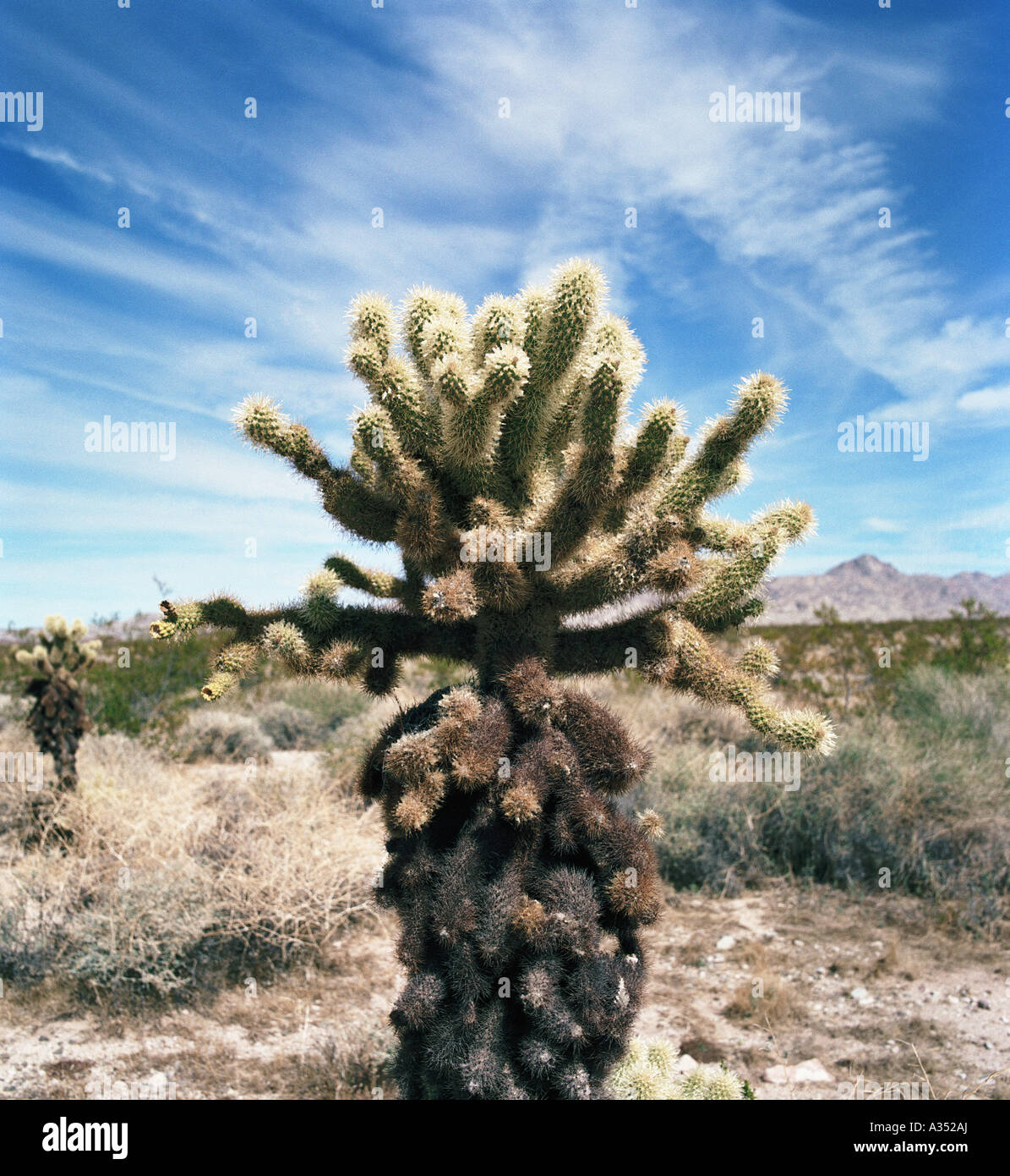 USA Kalifornien Mojave-Wüste Teddybear Cholla Cactus Cylindropuntia bigelovii Stockfoto