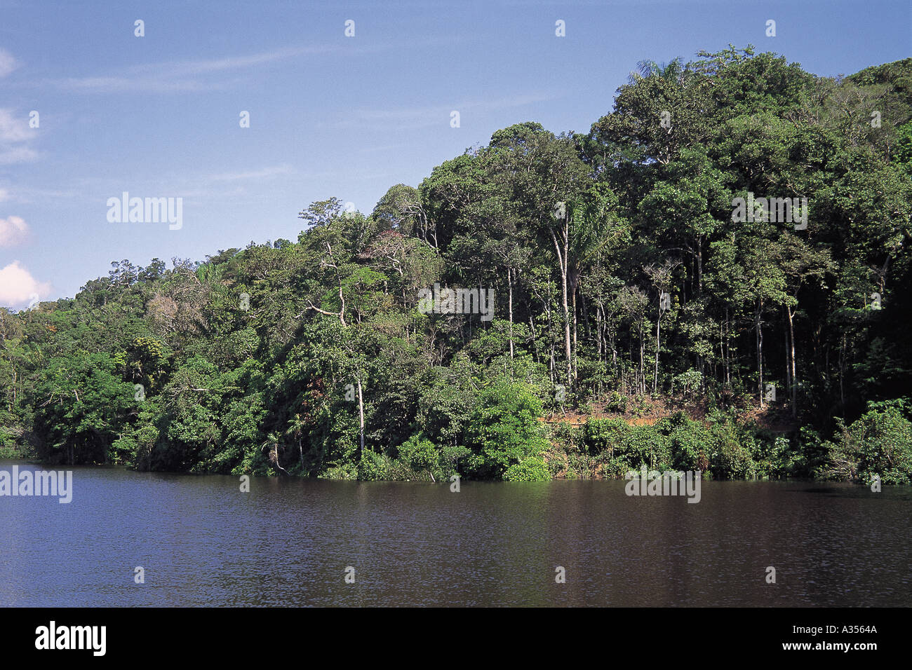 Rio Negro Brasilien üppigen dichten gemischten tropischen Regenwaldvegetation steigt vom Flussufer Bundesstaat Amazonas Stockfoto