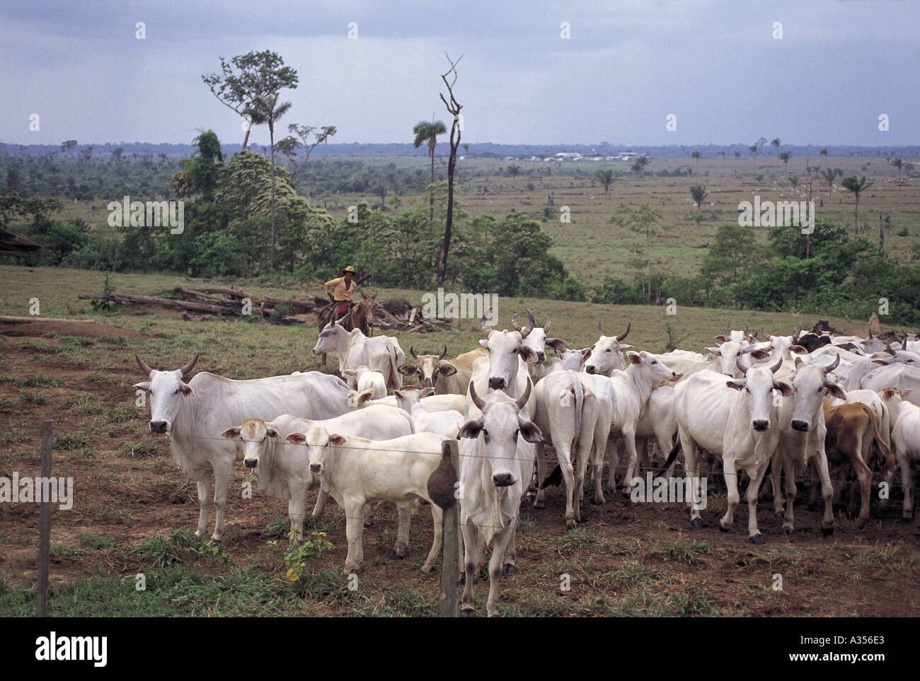 Cattle brazil rainforest Fotos und Bildmaterial in hoher Auflösung