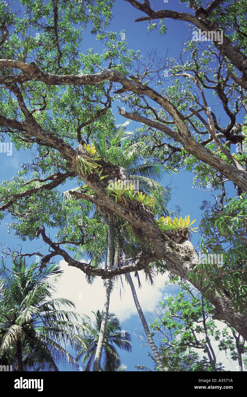 Epiphytische bromelien -Fotos und -Bildmaterial in hoher Auflsung  Alamy