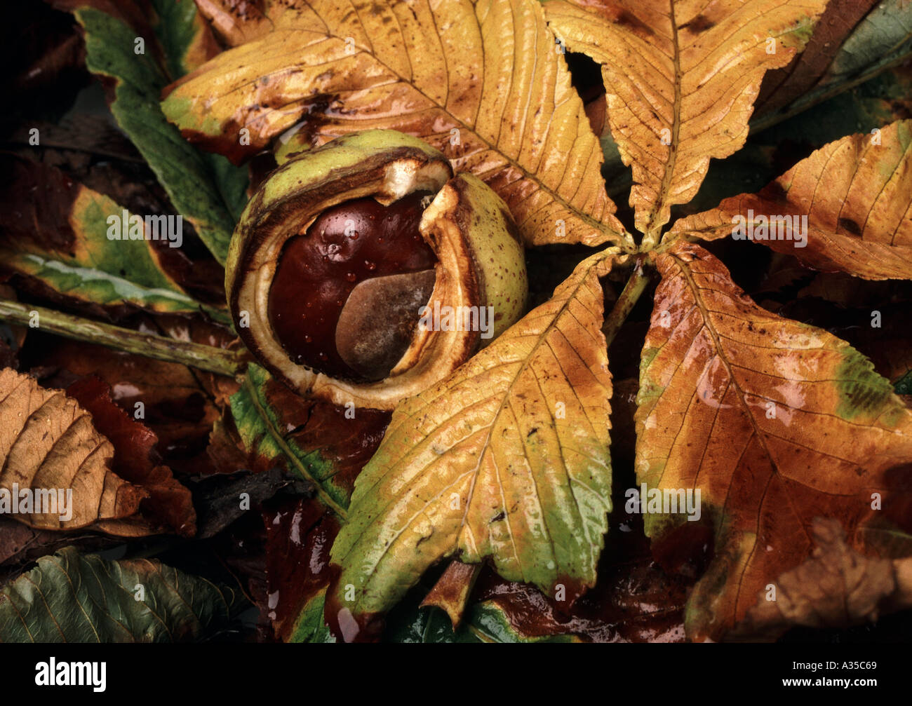 Horsechestnut Blatt und Conker Stockfoto