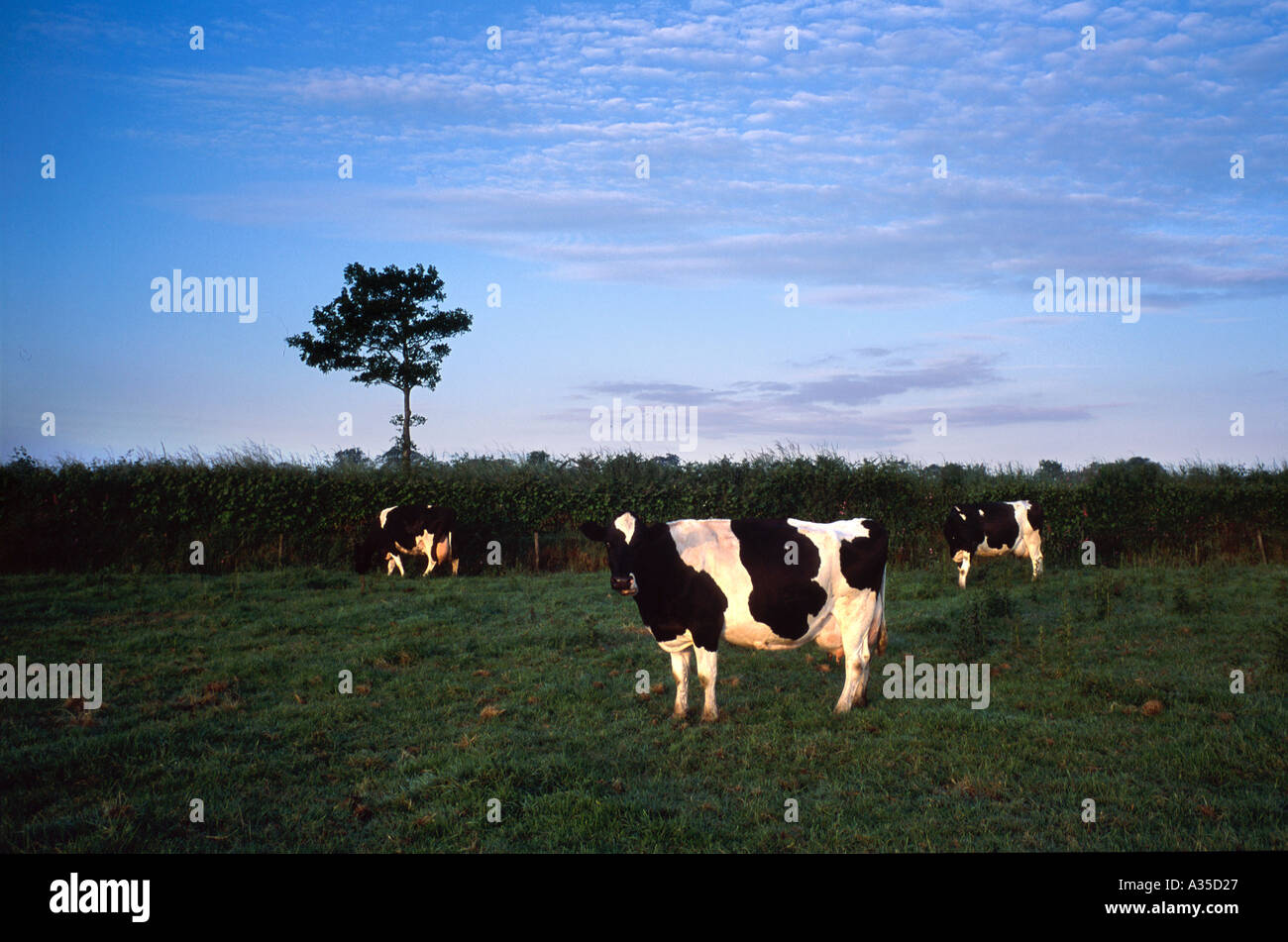 Englische Kühe England Großbritannien UK Stockfoto