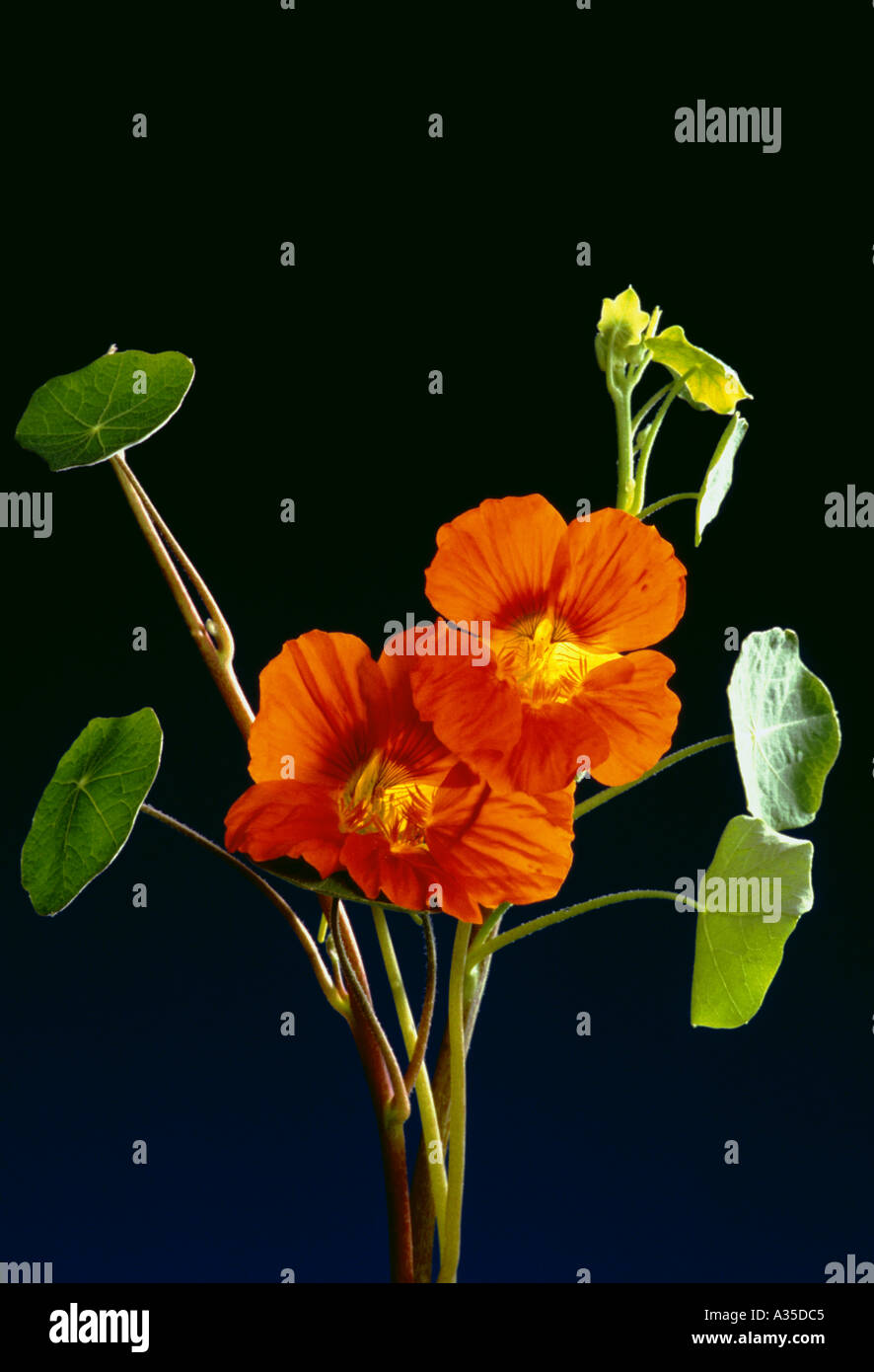 Kapuzinerkresse Trapaeolum majus Stockfoto