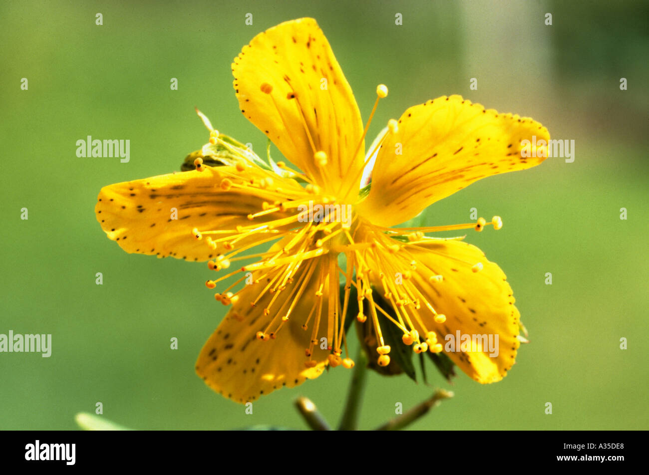 Johanniskraut, Hypericum Perforatum, auch bekannt als Tipton Unkraut, Kolophonium Rose, Goatweed, Jagd-Teufel, Klamath weed Stockfoto