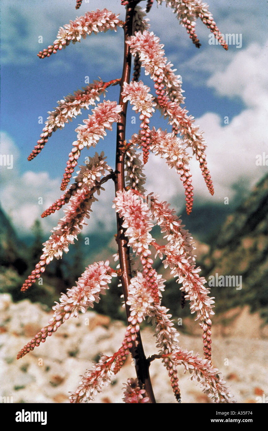 Himalaya-Blumen, Tal der Blumen, Nationalpark, Ghangaria, Govindghat, Chamoli, Uttarakhand, Uttaranchal, Uttarkhand, Indien, Indische Wildblumen Stockfoto