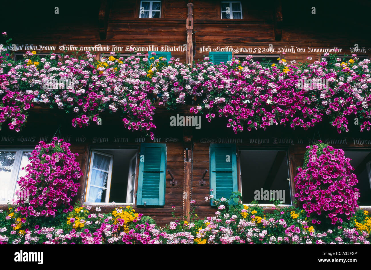 Blumen in die Balkonkästen von einem traditionellen Schweizer alpine Chalet  Wengen Berner Oberland Schweiz Stockfotografie - Alamy