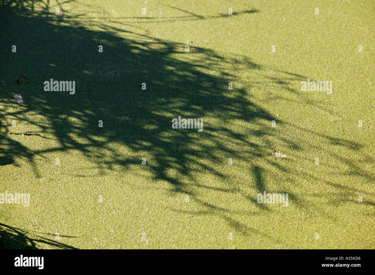 Dickicht Schatten auf Wasserlinse Stockfoto