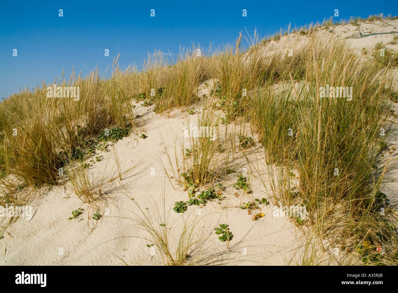 Rasen wächst in den Sanddünen in Le Porge Plage in Frankreich Stockfoto