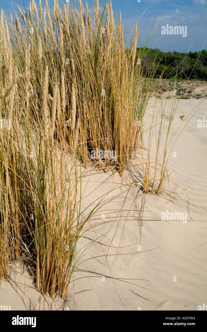 Rasen wächst in den Sanddünen in Le Porge Plage in Frankreich Stockfoto