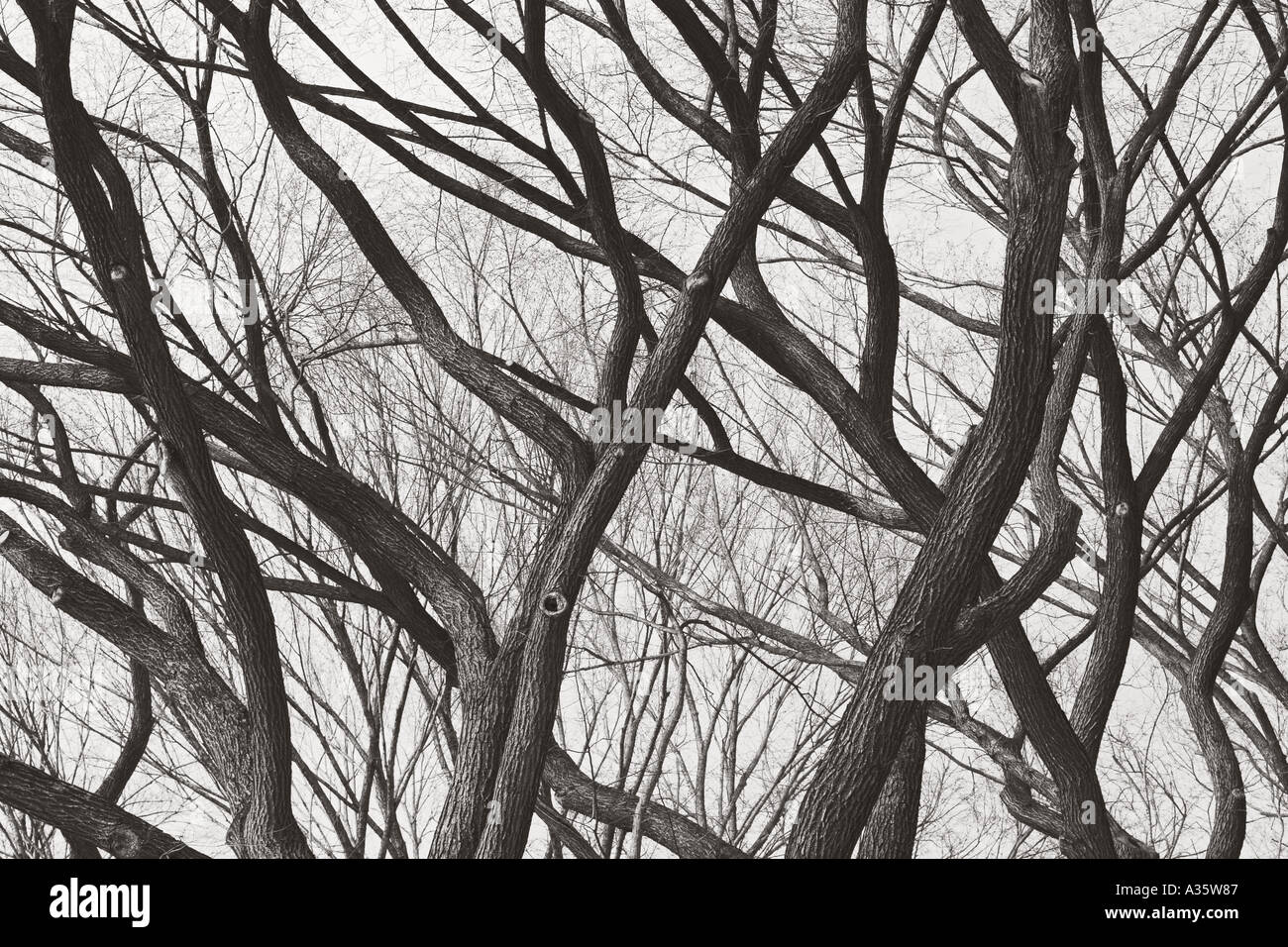 Zweige von kahlen Bäumen Central Park New York City Stockfoto