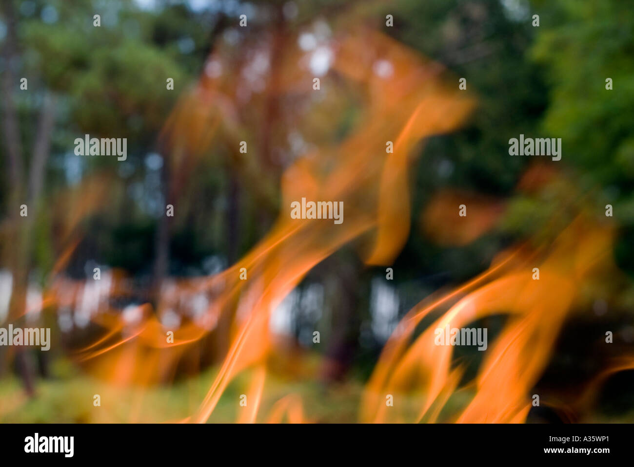 Feuer in einem Wald Frankreich Aquitanien Mano Landes Wald Stockfoto