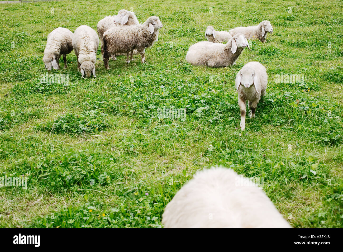 Schafherde auf Feld aufstehen Bayern Deutschland Stockfoto