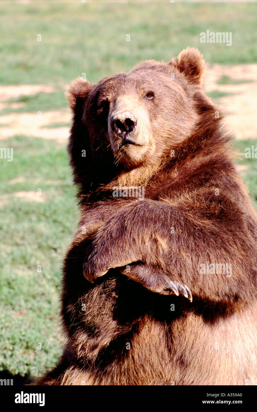 Kodiak Bear aka Alaska Grizzly Bear und Alaska Braunbär (Ursus Arctos Middendorffi) mit gefalteten Armen - nordamerikanische Tiere Stockfoto