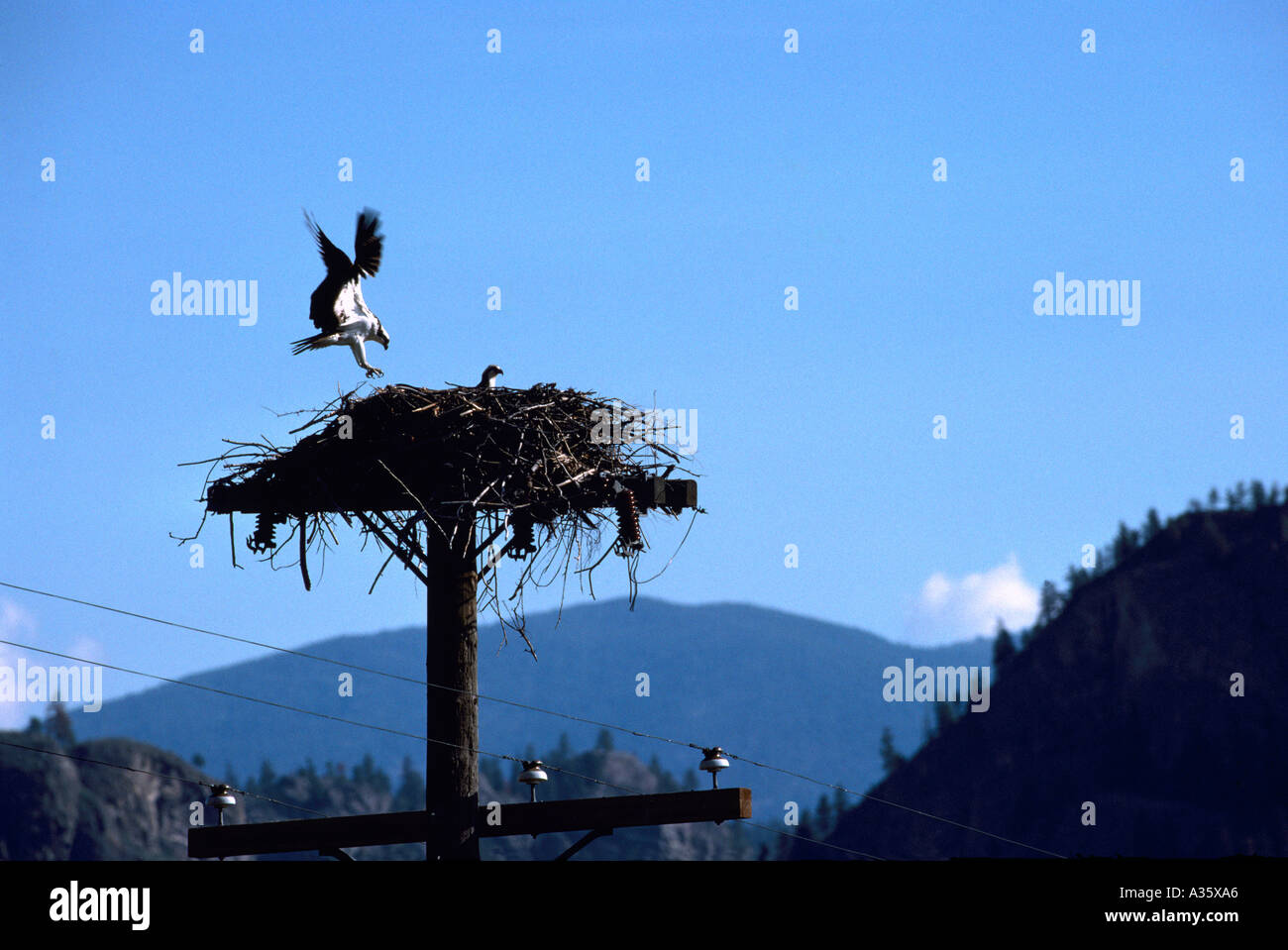Fischadler (Pandion Haliaetus) am Nest gebaut auf Pole - Okanagan, BC, Britisch-Kolumbien, Kanada - North American Birds / Vogel Stockfoto
