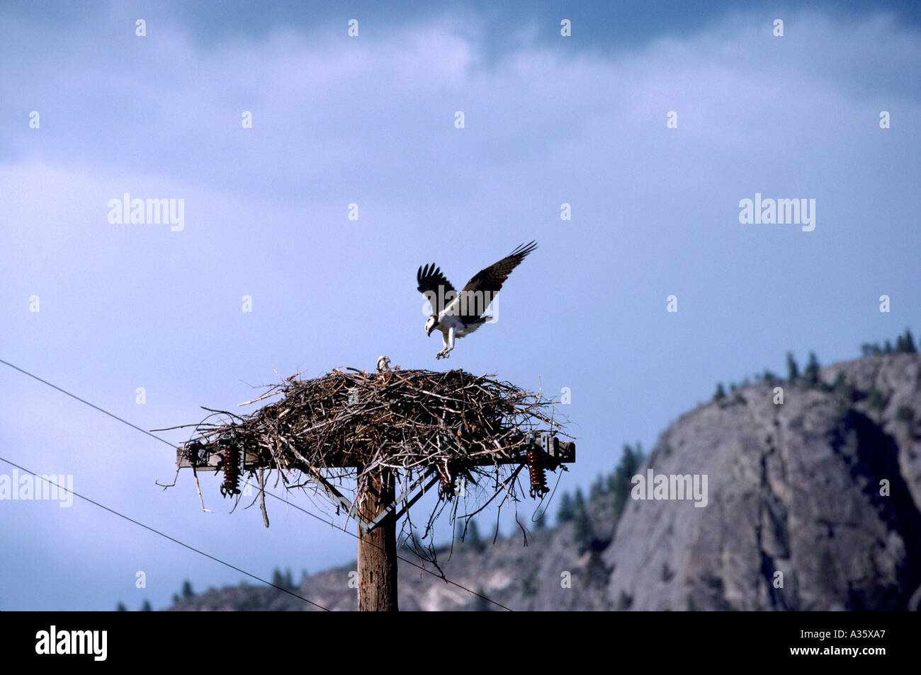 Fischadler (Pandion Haliaetus) am Nest gebaut auf Pole - Okanagan, BC, Britisch-Kolumbien, Kanada - North American Birds / Vogel Stockfoto