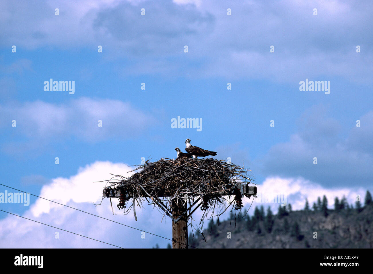 Fischadler (Pandion Haliaetus) sitzen auf Nest errichtet auf Pole - Okanagan, BC, Britisch-Kolumbien Kanada - North American Birds / Vogel Stockfoto