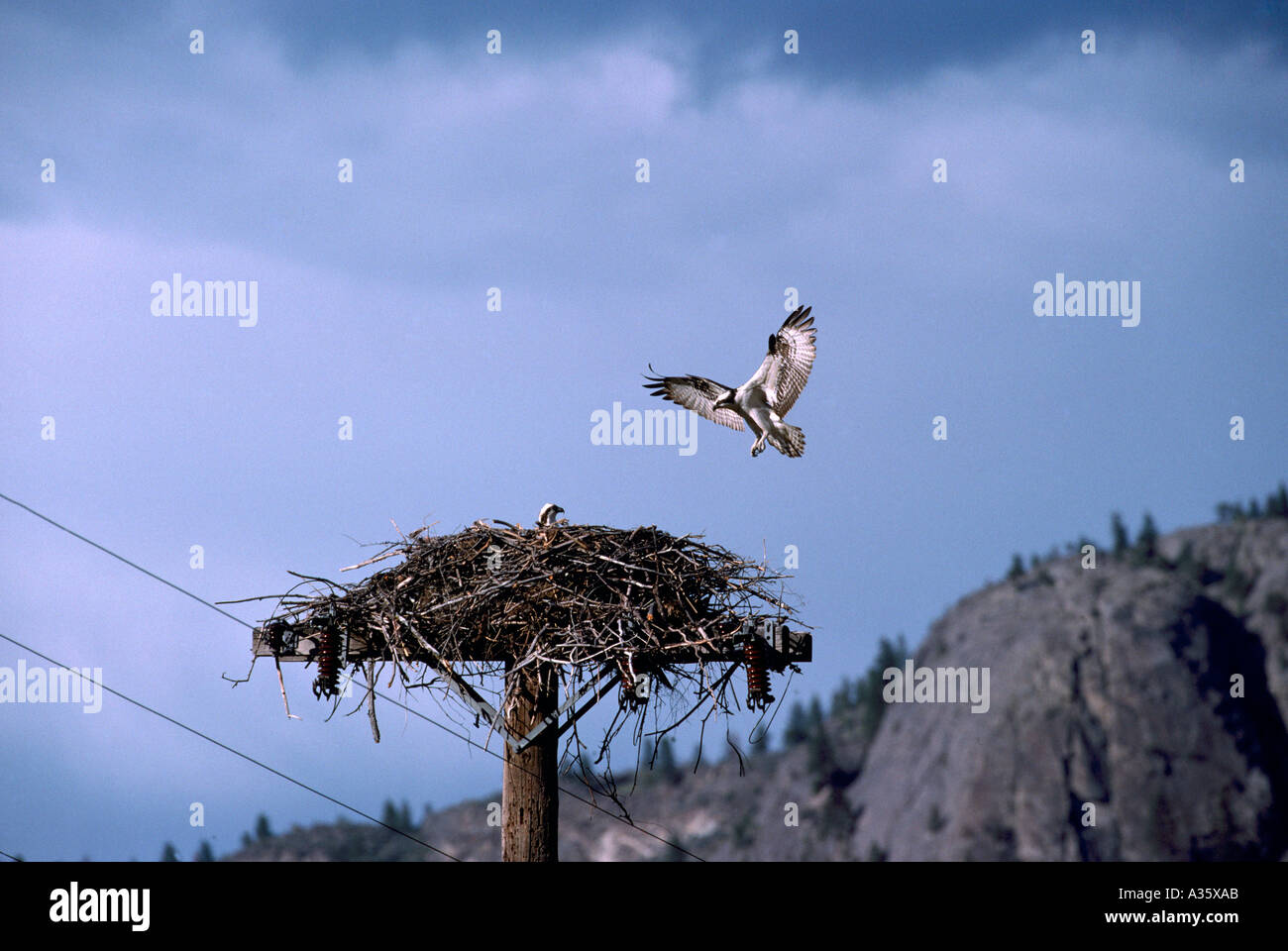 Fischadler (Pandion Haliaetus) am Nest gebaut auf Pole - Okanagan, BC, Britisch-Kolumbien, Kanada - North American Birds / Vogel Stockfoto