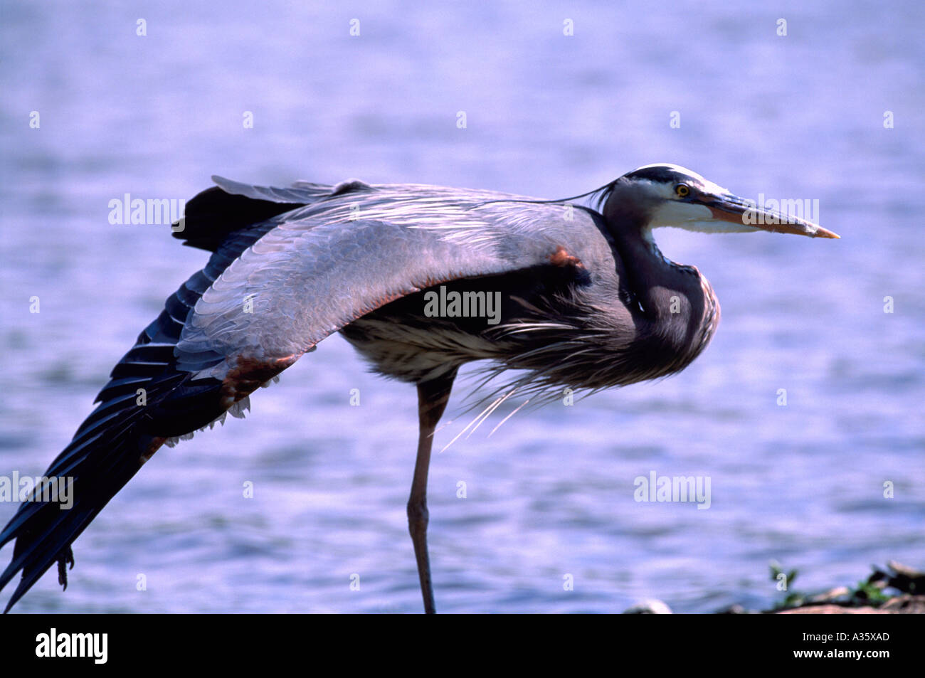 Great Blue Heron (Ardea Herodias) Dehnung Flügel neben See, West Coast BC, Britisch-Kolumbien, Kanada - North American Birds Stockfoto