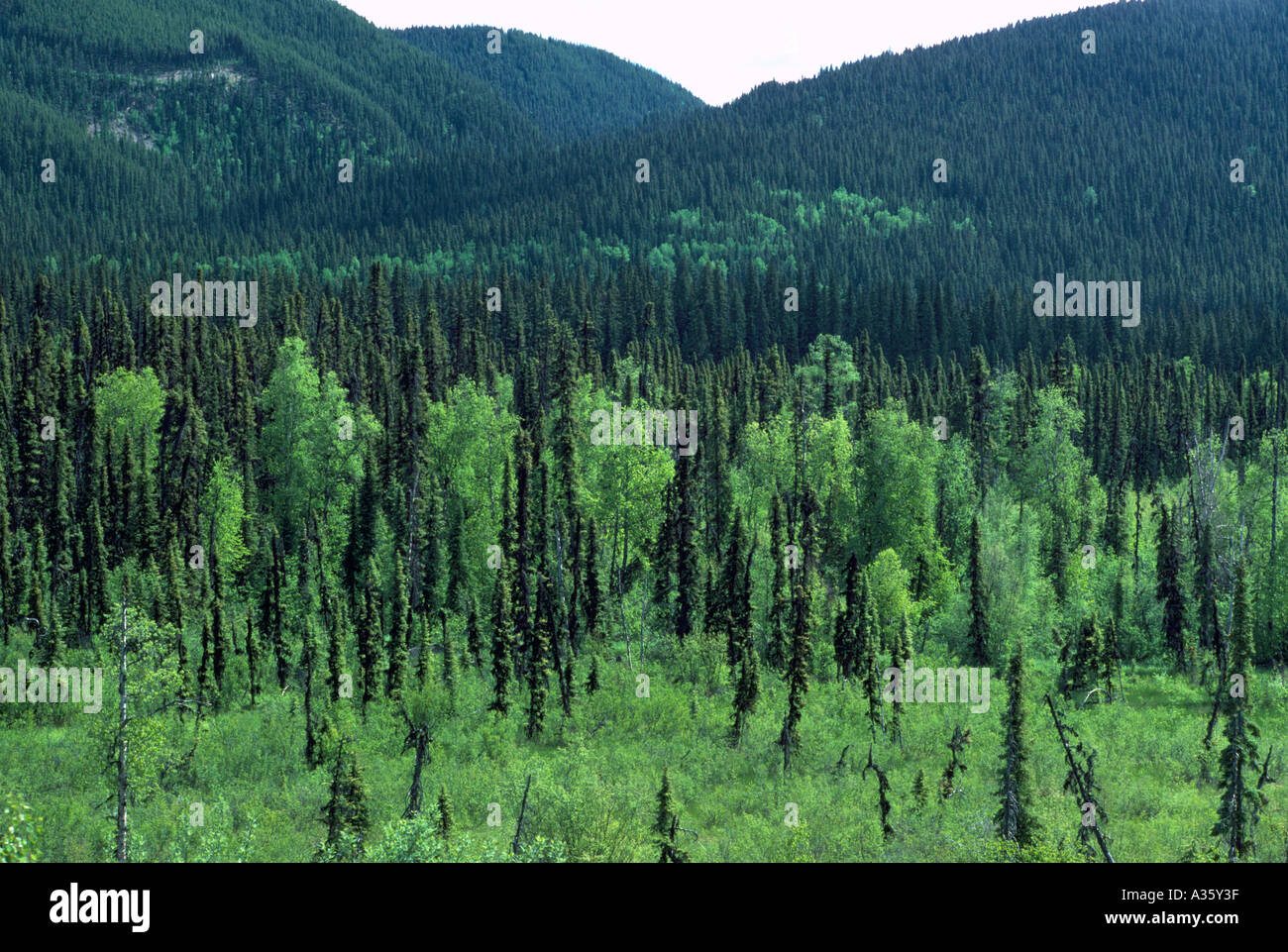 Northern BC, Britisch-Kolumbien, Kanada - borealer Mischwald, Nadelwald & laubabwerfende Bäume Stockfoto