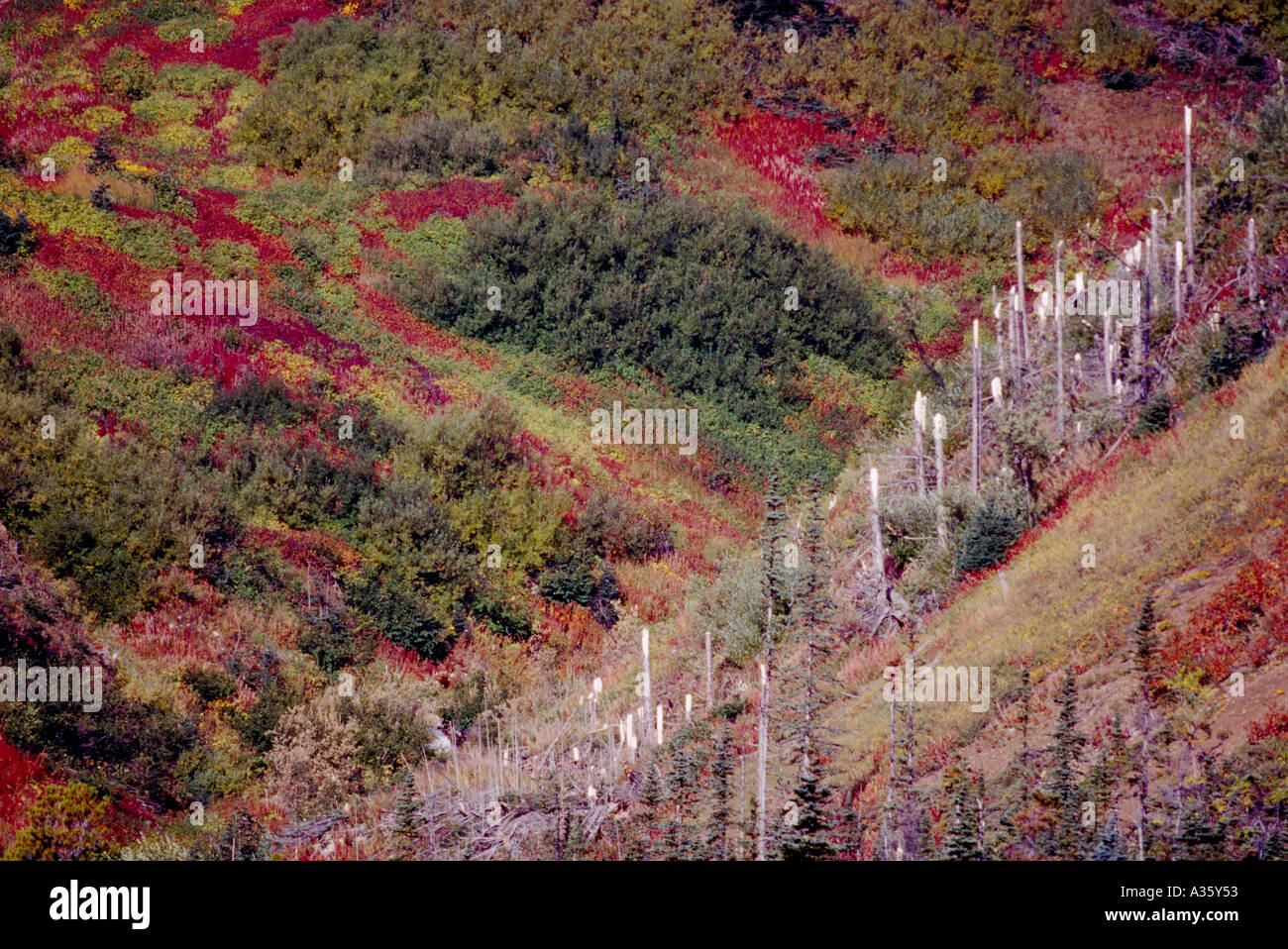 Nadelbäume schnappte von einer Lawine im nördlichen British Columbia Kanada Stockfoto