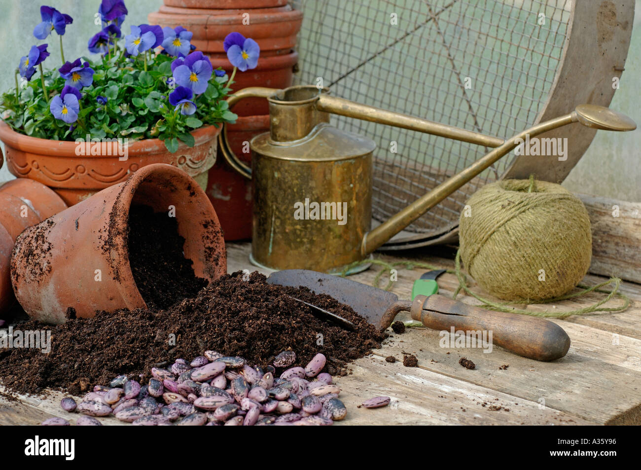 Potting Shed Bank im Frühling mit Runner Bean Samen und Saatgut composte Stockfoto