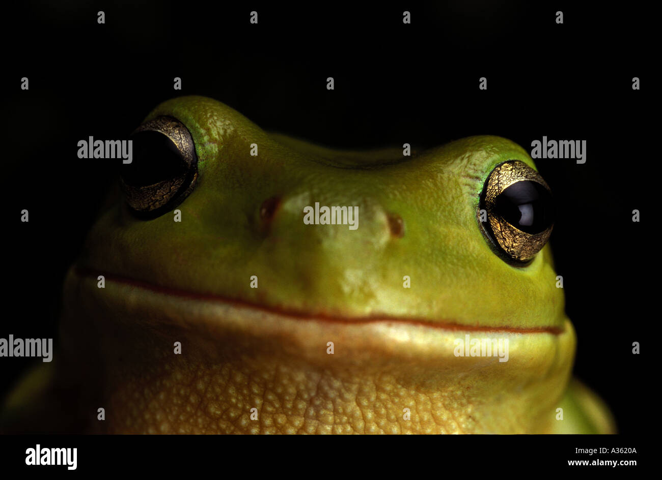 Neugieriger frosch -Fotos und -Bildmaterial in hoher Auflösung – Alamy