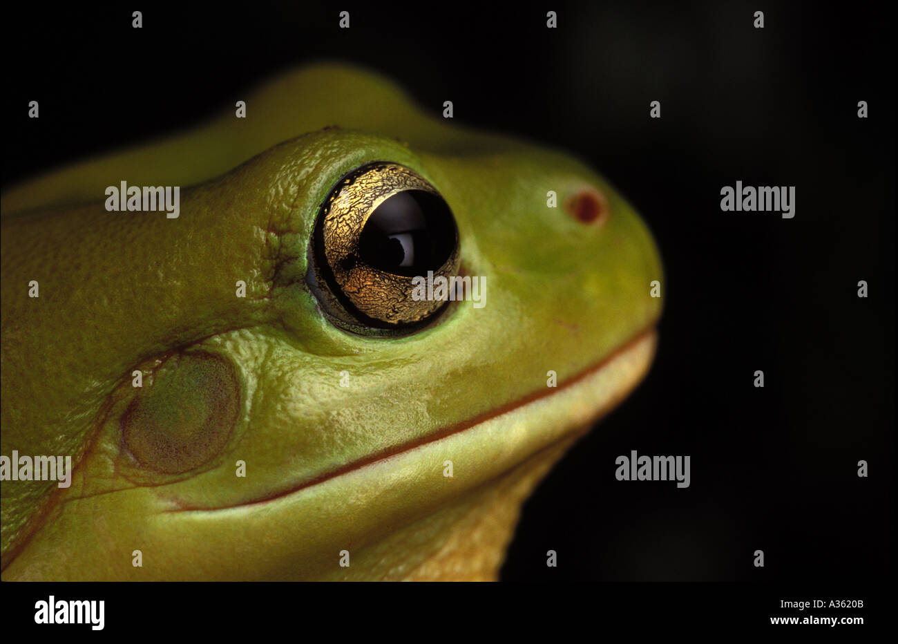 Frosch grüner Laubfrosch Litoria Gracilenta 0162 Stockfoto