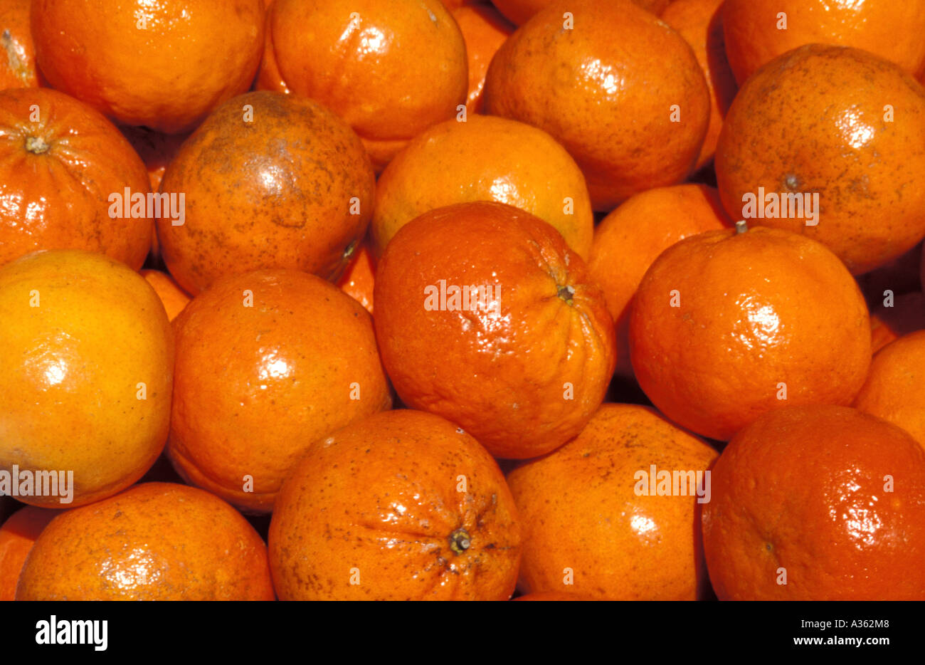 Zitrus Früchte Mandarinen helles Sonnenlicht reflektiert Stockfoto