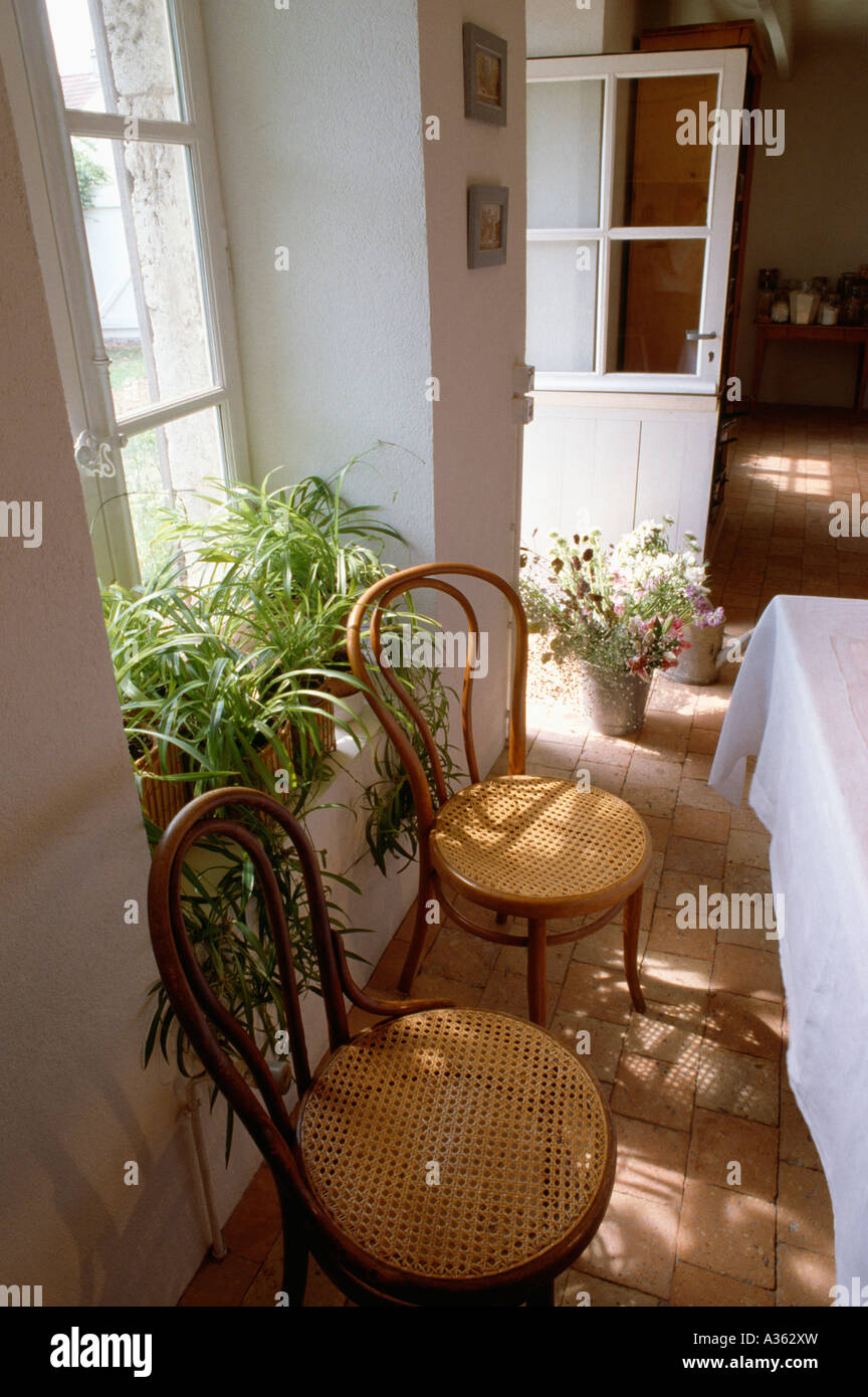 Antiker Thonet Bugholzstühle vor Fensterbank mit Spiderplants in weißer französischer Landhaus Esszimmer Stockfoto